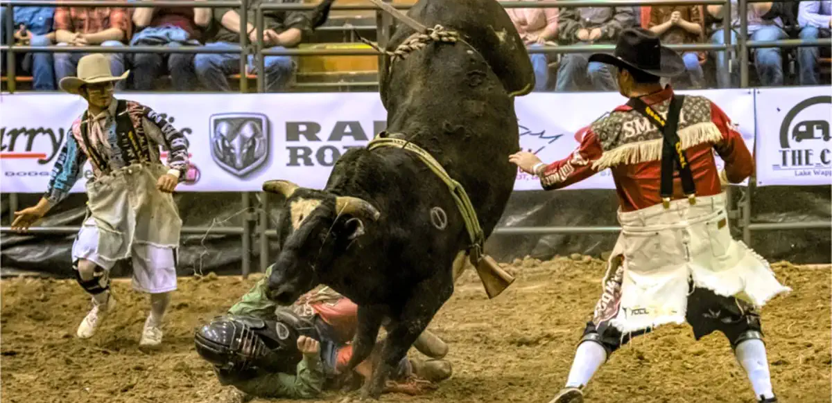 Bull rider bites the dust.