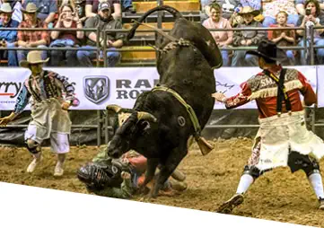 Bull rider bites the dust.