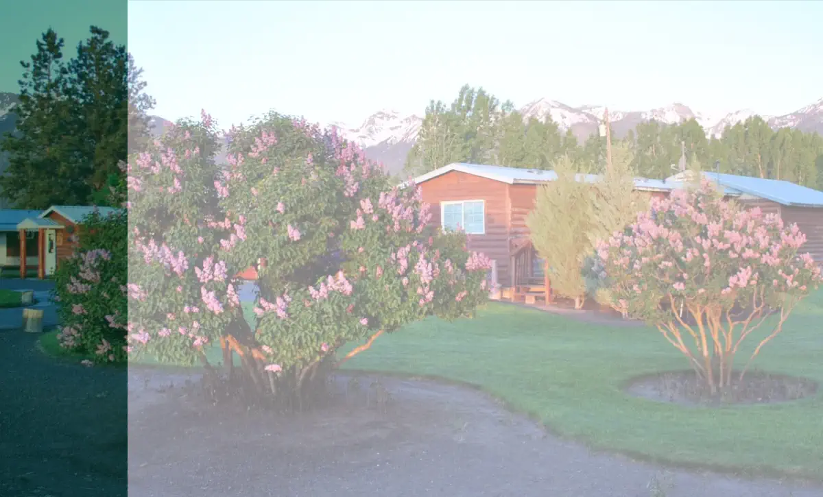 Spring lilacs at the Mountain View Motel - RV Park